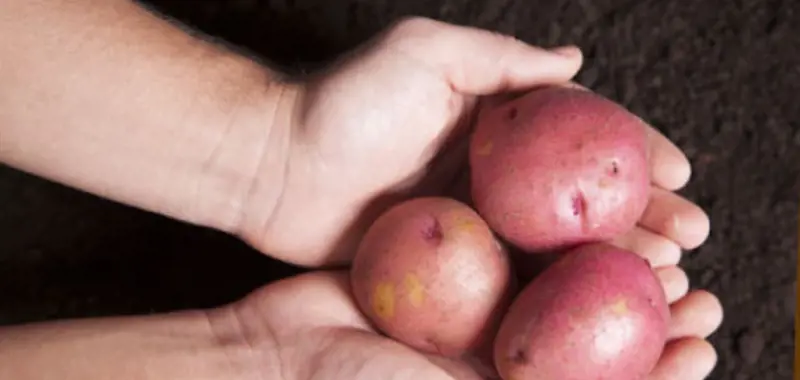 Hands holding potatoes over soil