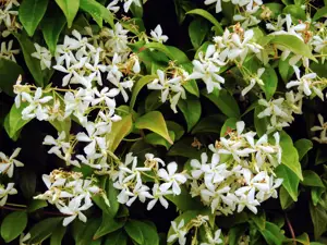 Grow Guide: Climbing Plants