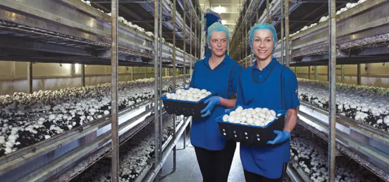 Codd Mushrooms staff at the Codd Mushroom plant picking mushrooms