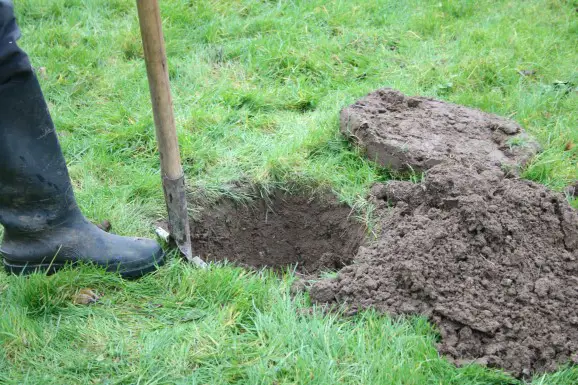 digging a hole to plant a bare-rooted tree