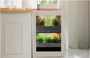 Plants on a shelf