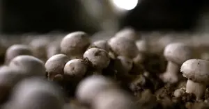 Mushrooms