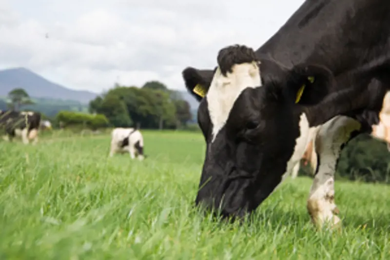 Dairy cow grazing in field.