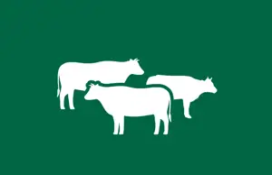 Cattle Throughput