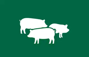 Pig Throughput