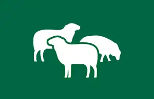 Sheep Throughput