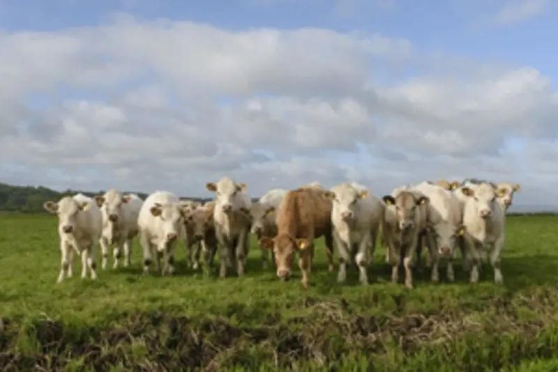 beef cows in field