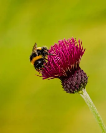 Plants for Bees in Winter