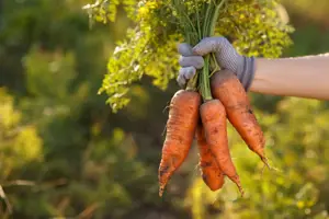 Horticulture and cereals