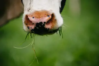 Grass Fed Dairy