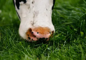 Grass Fed Dairy Q&A