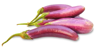 Aubergine