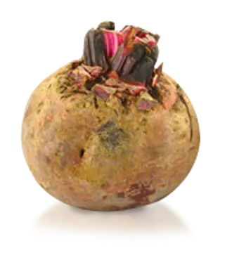 Beetroot
