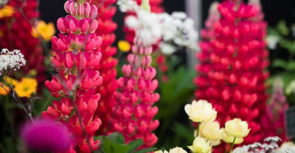 flowers.JPG