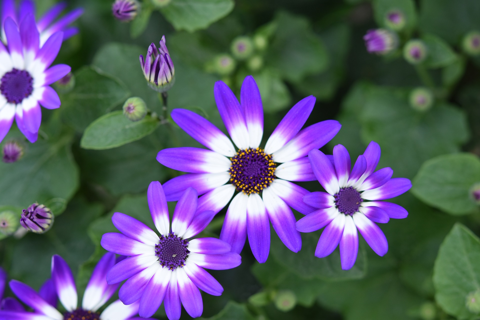 flower-4158839_1920.jpg