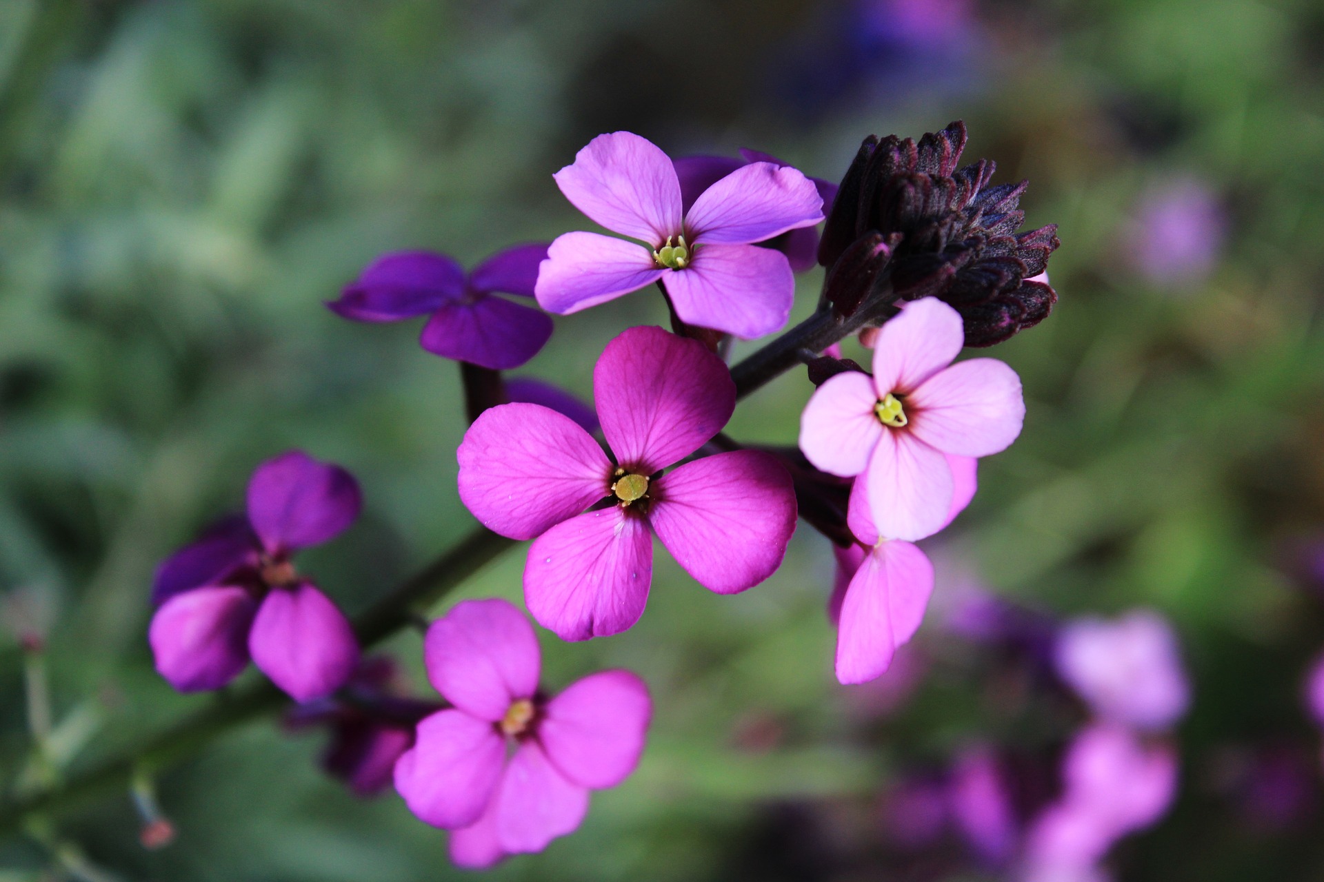 flower-4197593_1920.jpg