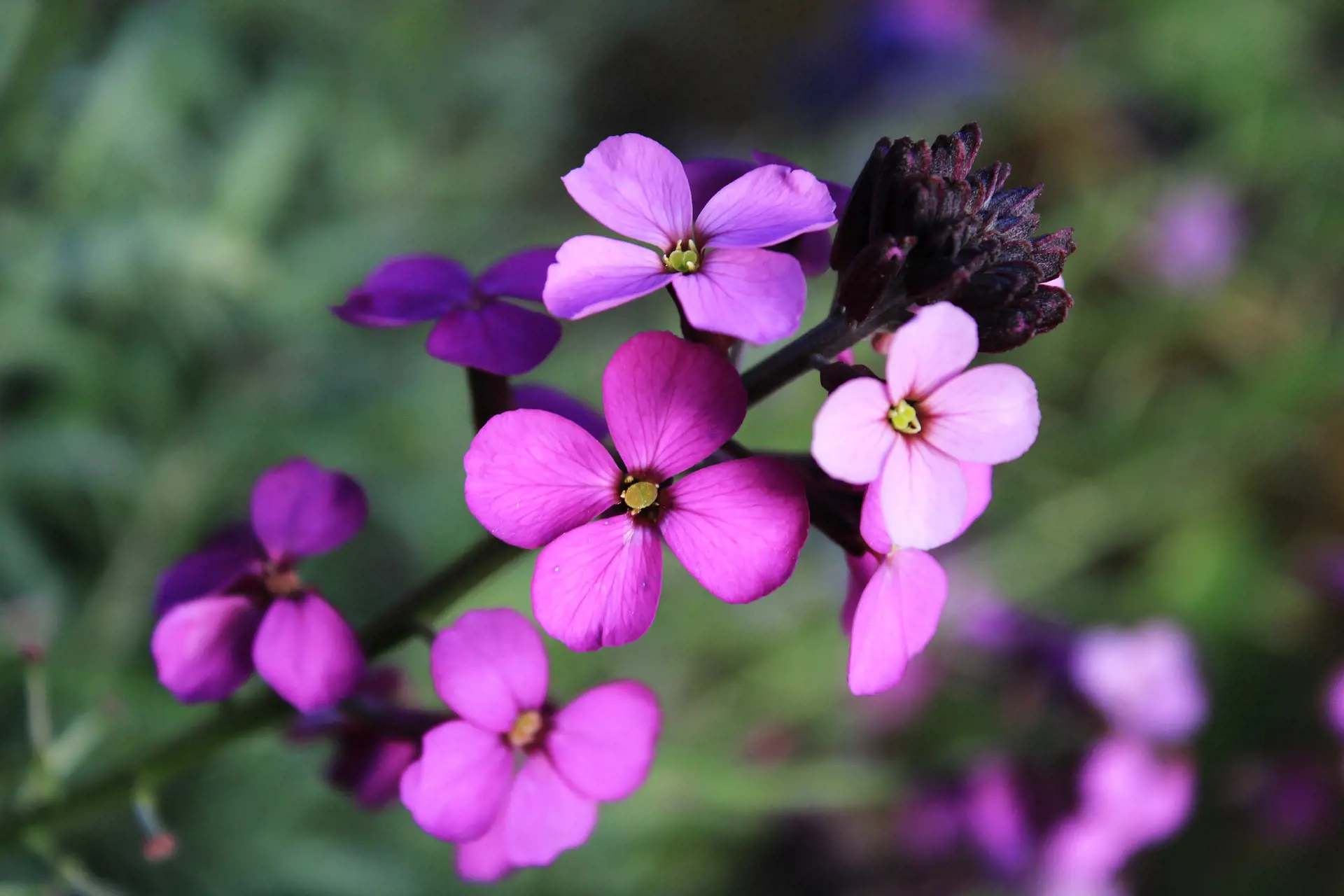 flower-4197593_1920.jpg