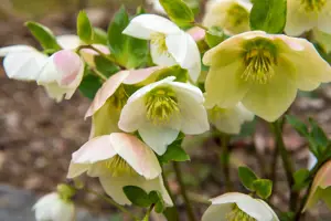 December Gardening