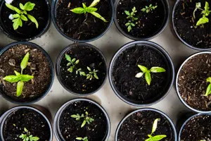 February Gardening