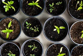 February Gardening