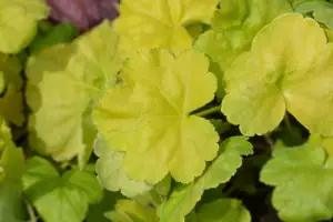 Grow Guide: Shade Loving