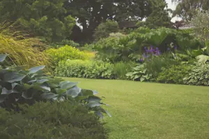 Grow Guide: Shrub Tips