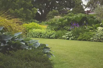 Grow Guide: Shrub Tips