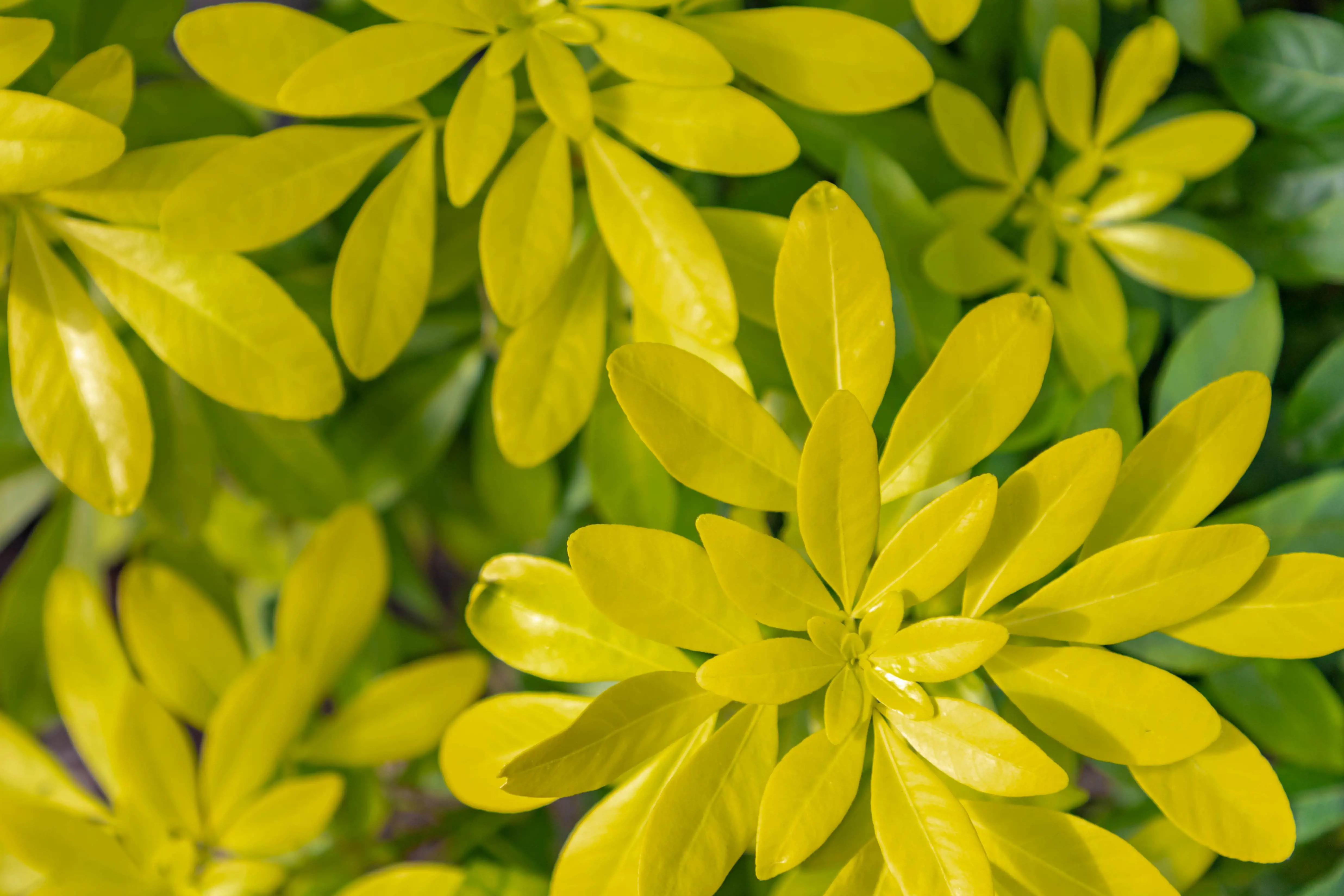 shutterstock_1388614454 Choisya Ternata sundance-min.jpg