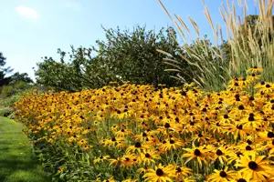 July Gardening