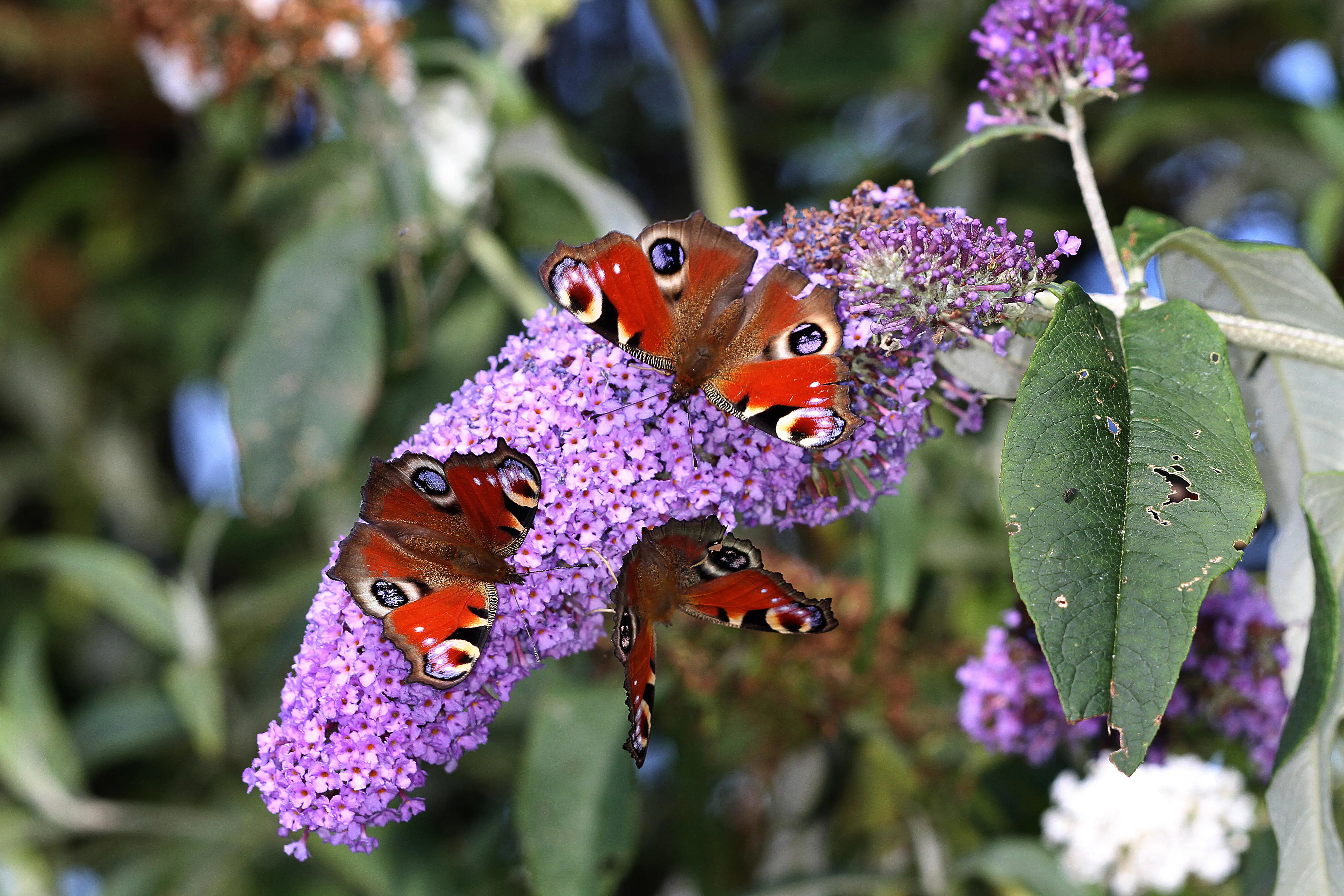 shutterstock_112807420 buddleia-min.jpg