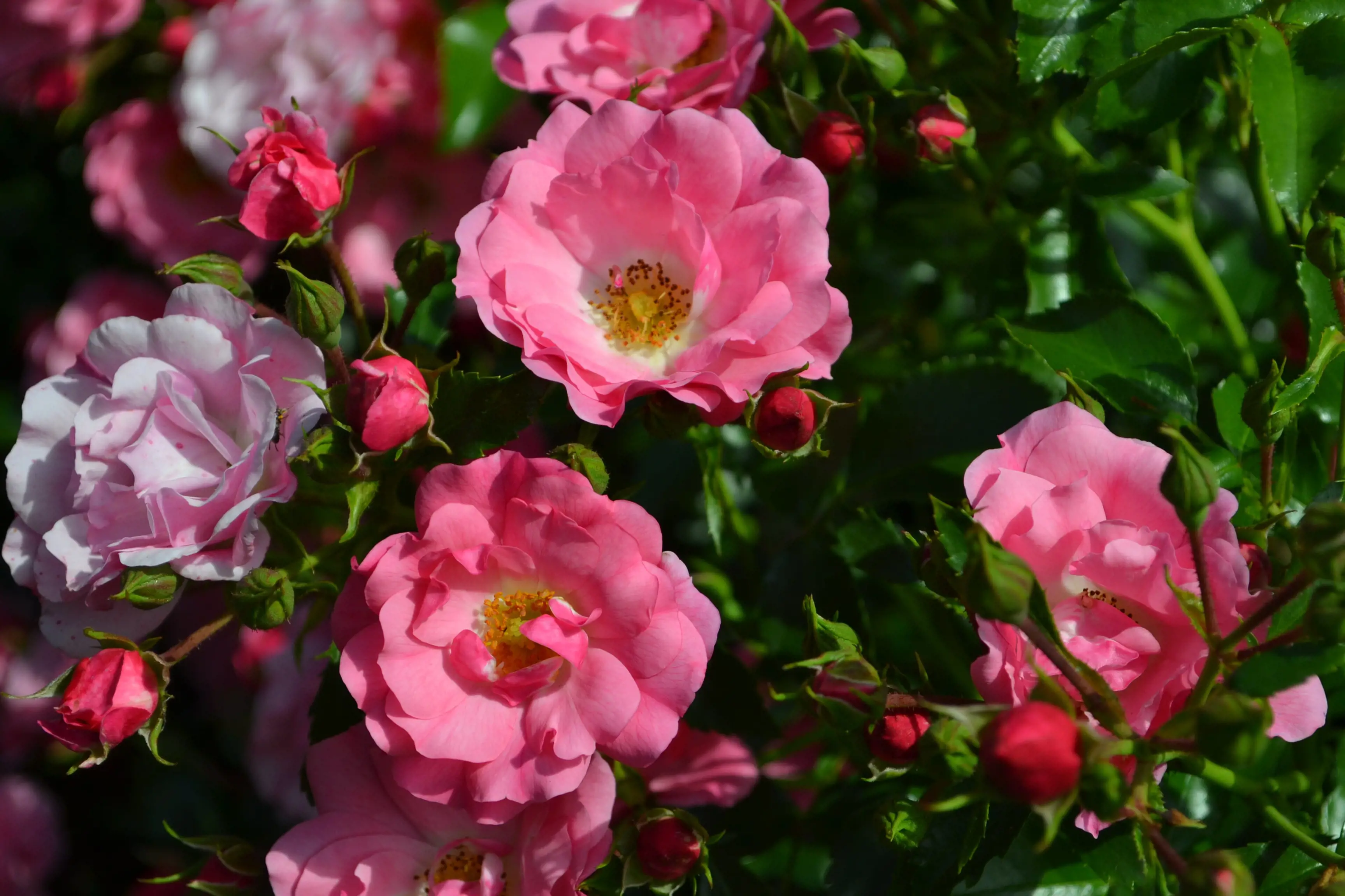 shutterstock_1770562886 pink flower carpet-min.jpg