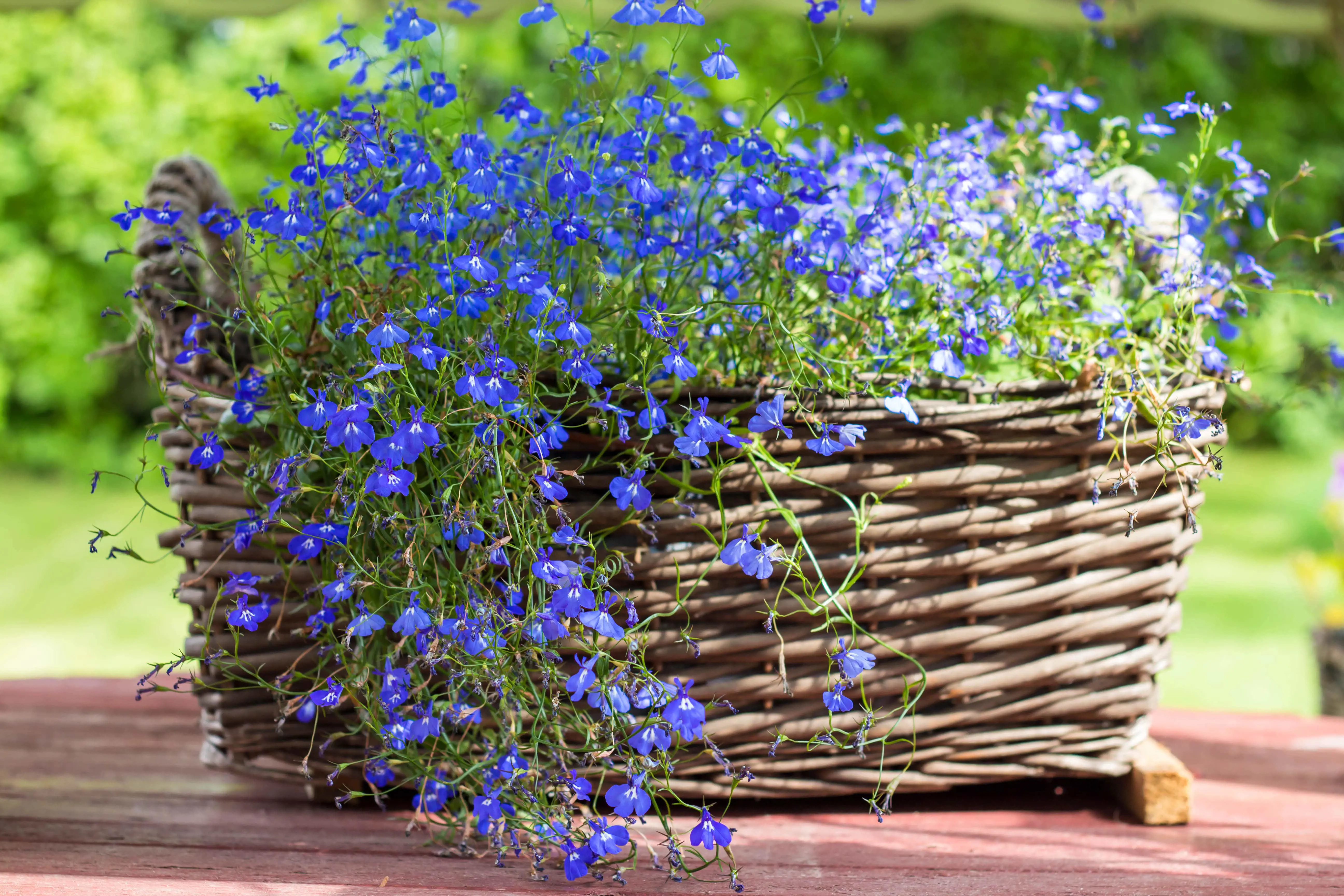 shutterstock_1808558905 Lobelia-min.jpg
