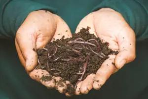 How to Make an Awesome Wormery