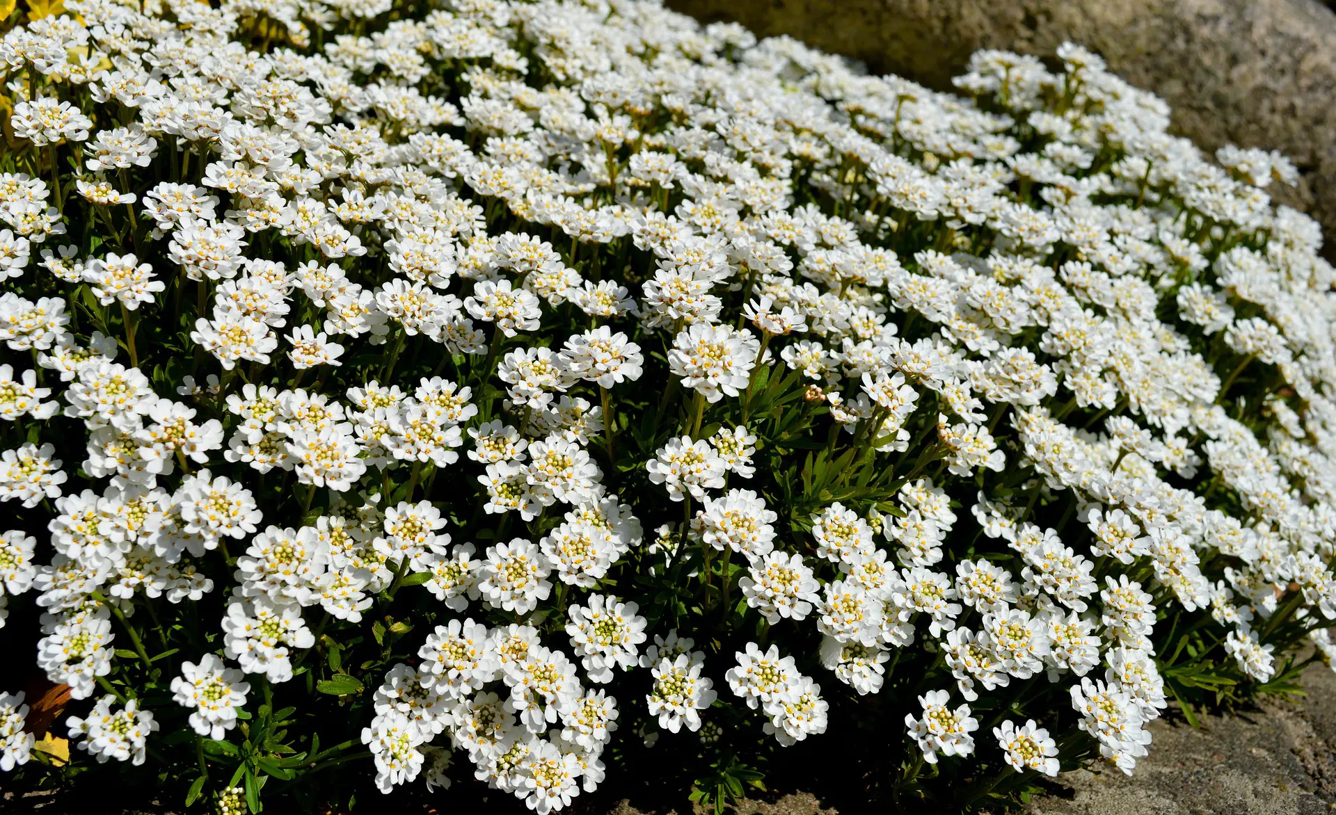 candytuft-5050155_1920.jpg