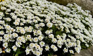 March Gardening