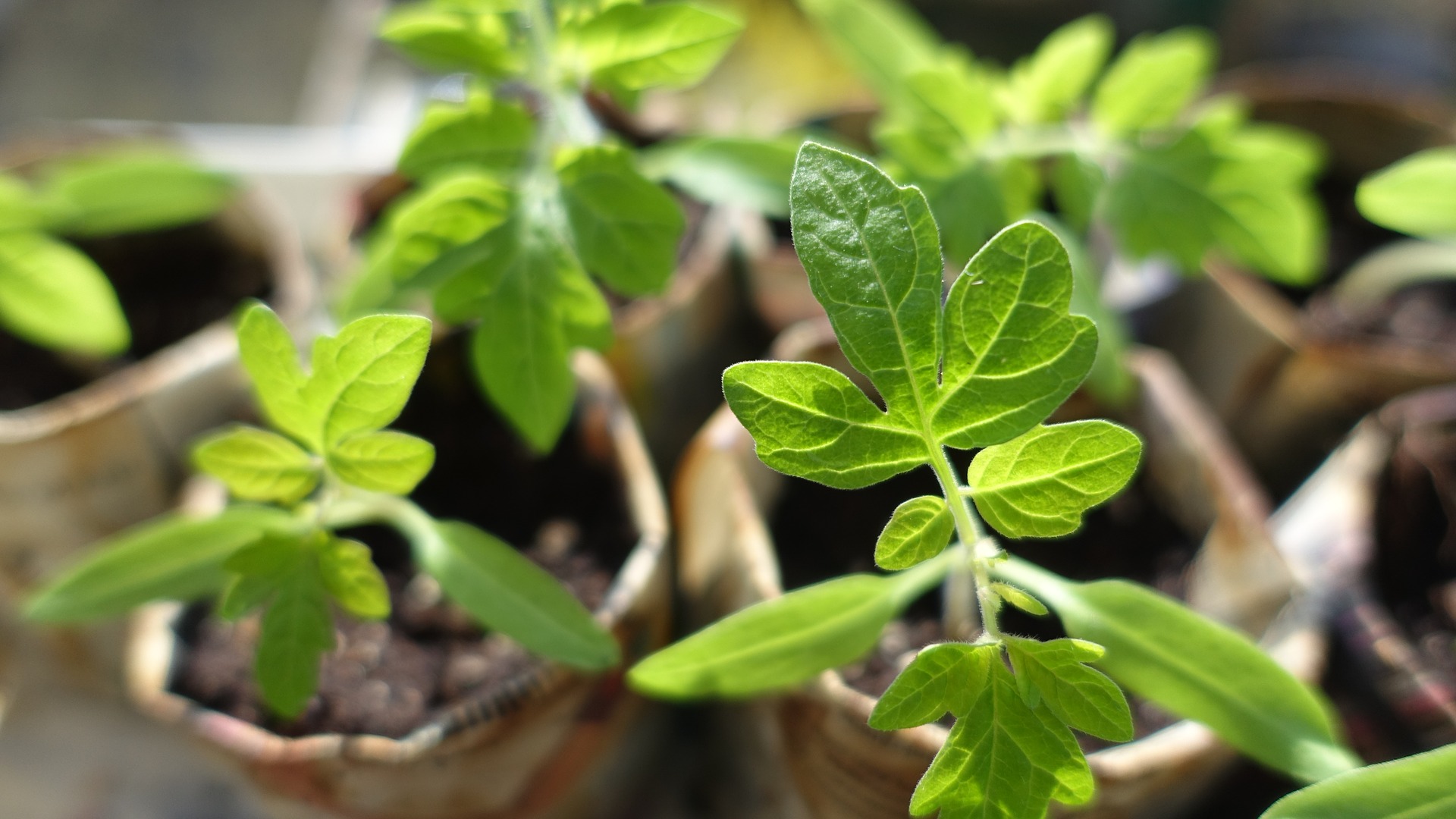 plant-999375_1920.jpg