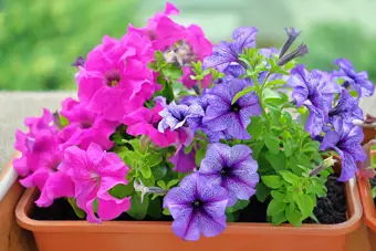 May Gardening