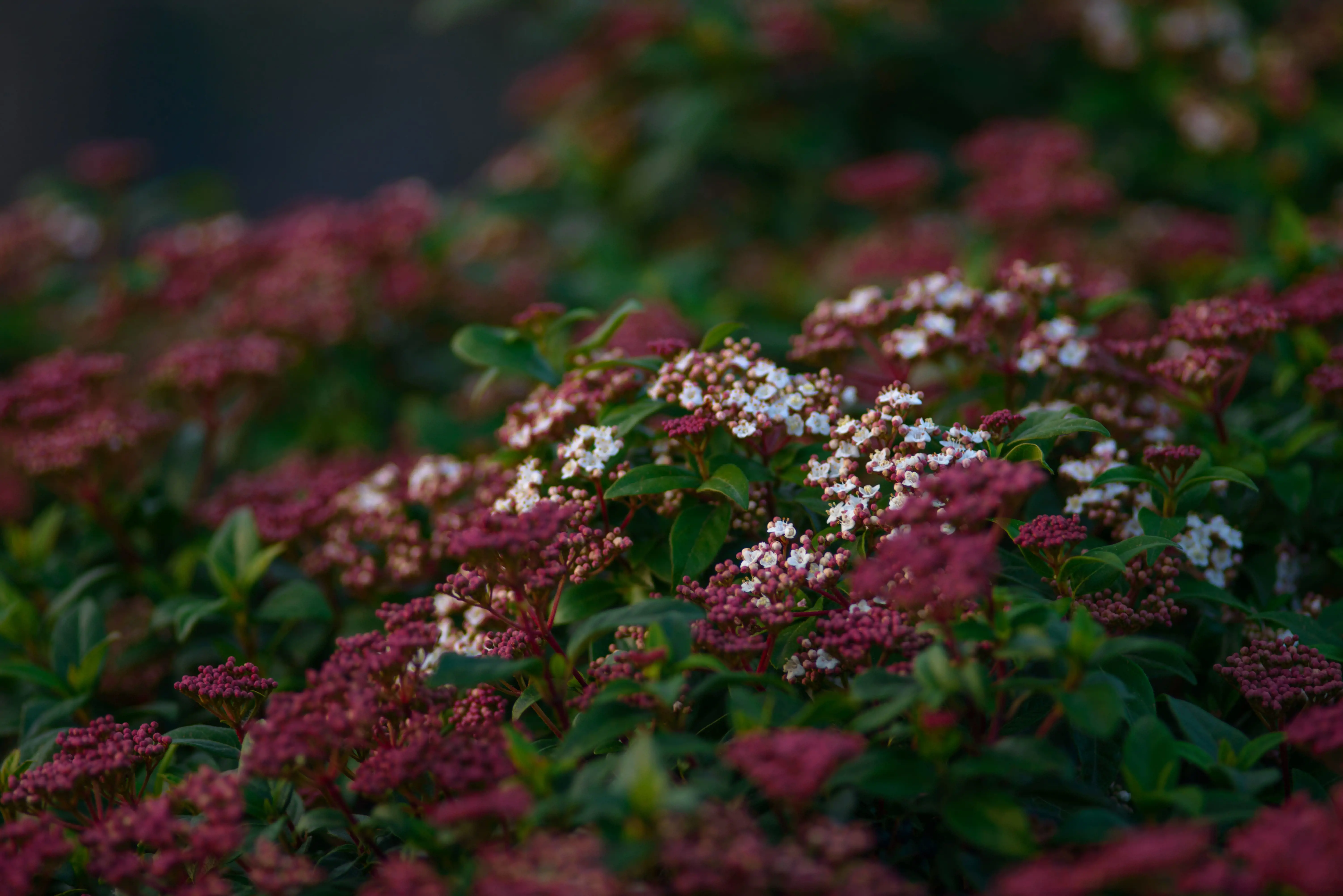 shutterstock_1306075090 Viburnum tinus Eve Price-min.jpg