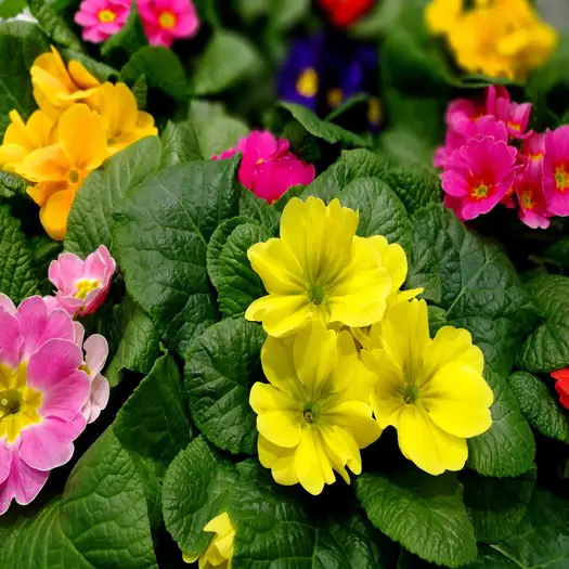 Primroses.jpg