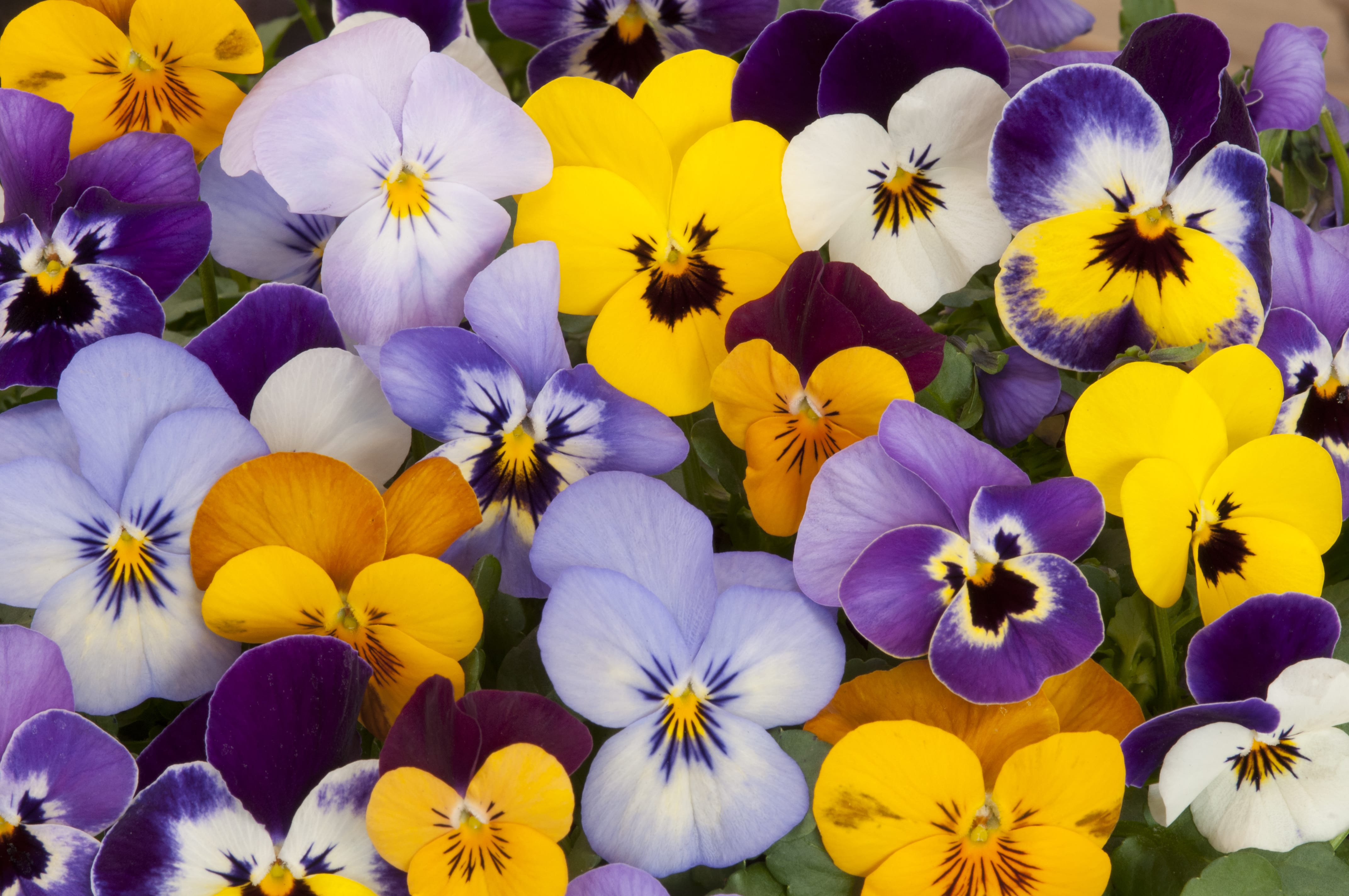 Pansies-min.jpg