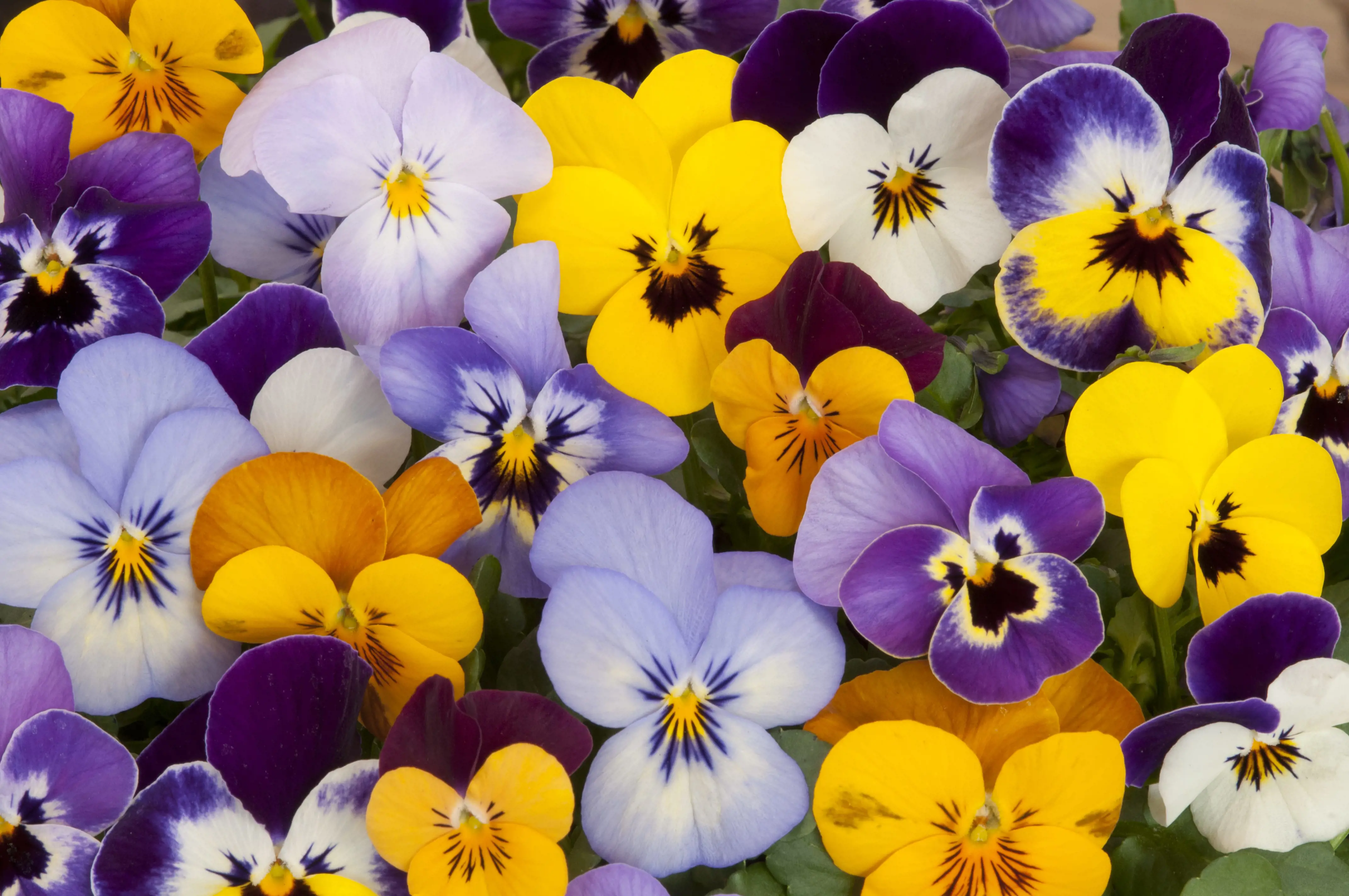 Pansies-min.jpg