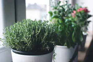 Window Boxes