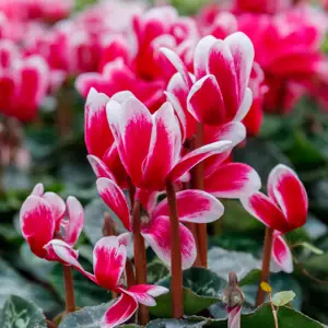 September Gardening