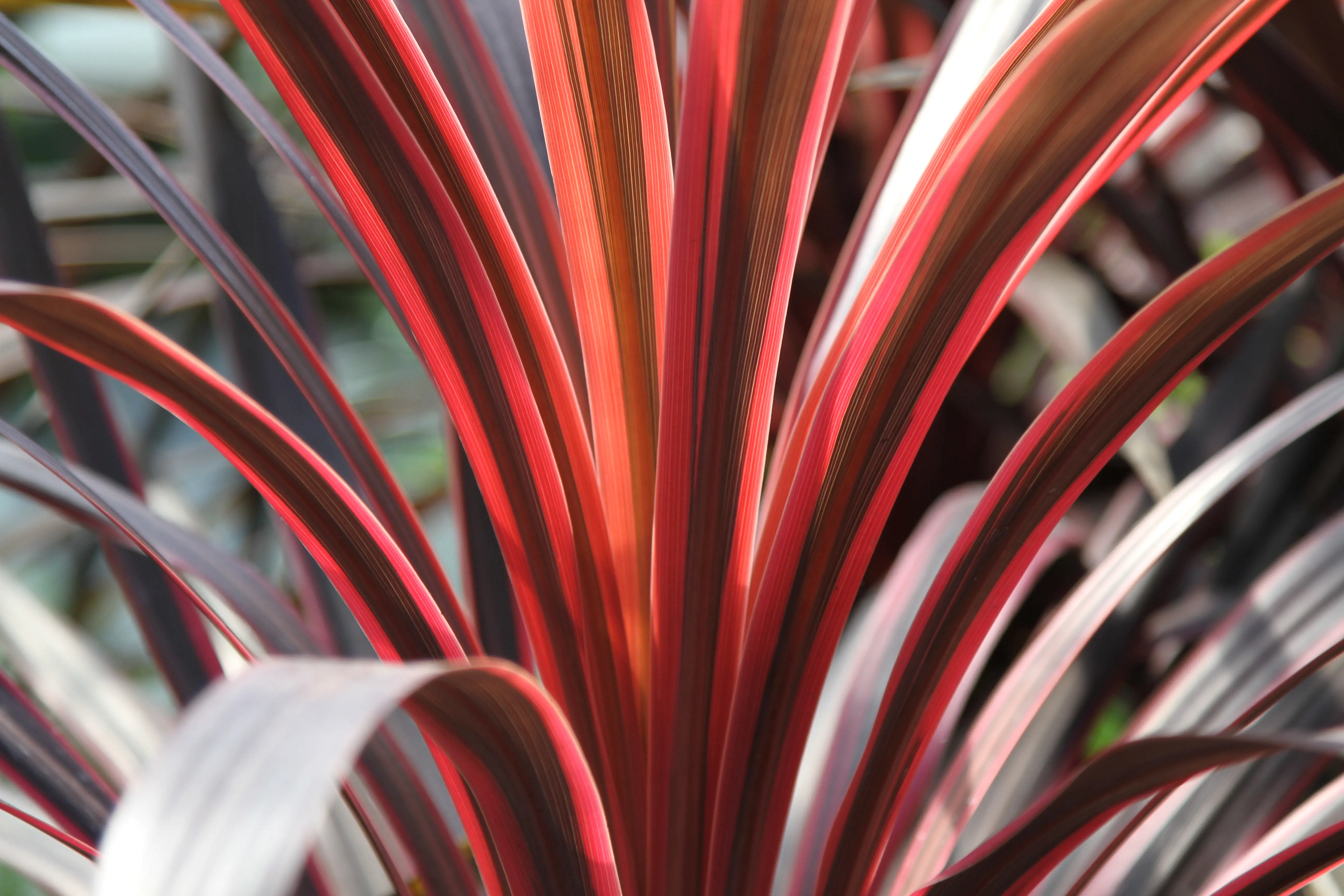 shutterstock_1546527011 cordyline.jpg