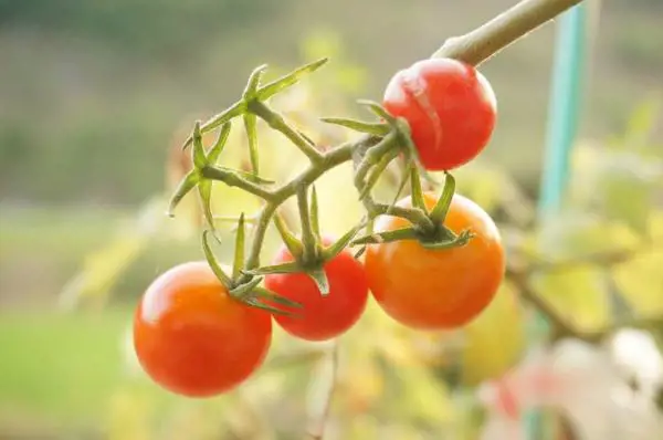 tomato grow guide.jpg