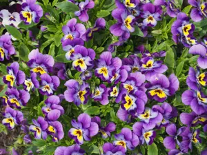 Adding Some Colour to the Garden
