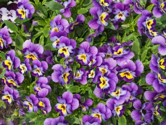 Adding Some Colour to the Garden