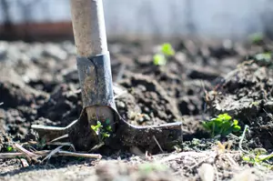 Planting a Tree