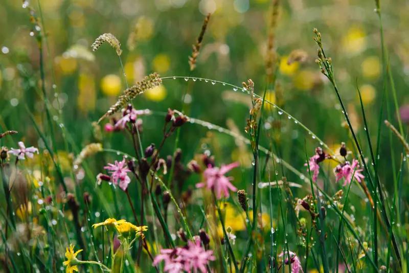 flowers in a field