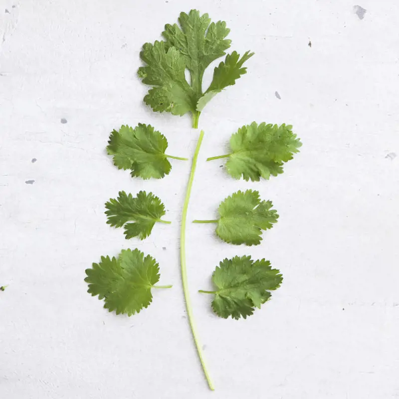 Parsley